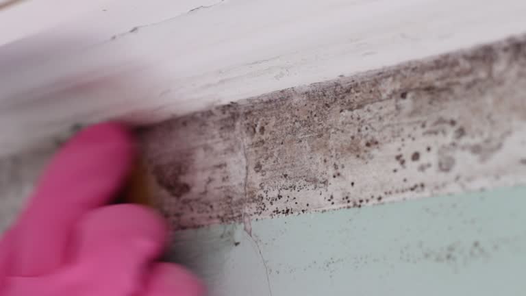 Mold Documentation for Insurance Claims in Tangent, OR